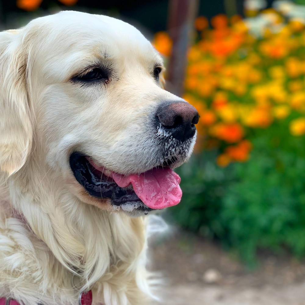 Meet your Posher, Jennie